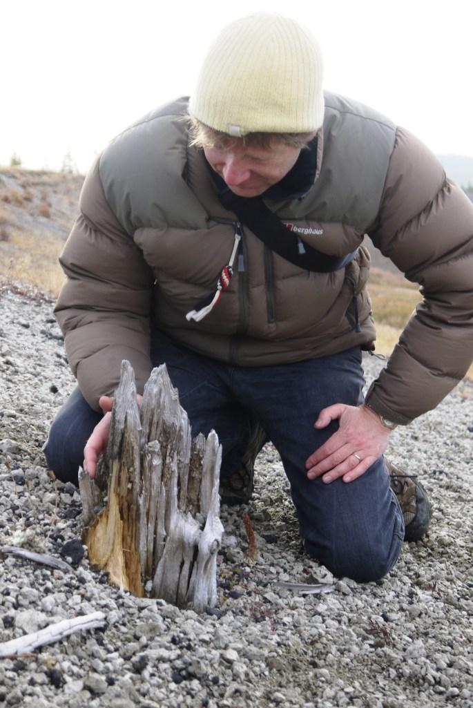 Clive examines a tree killed by millennum ash fall