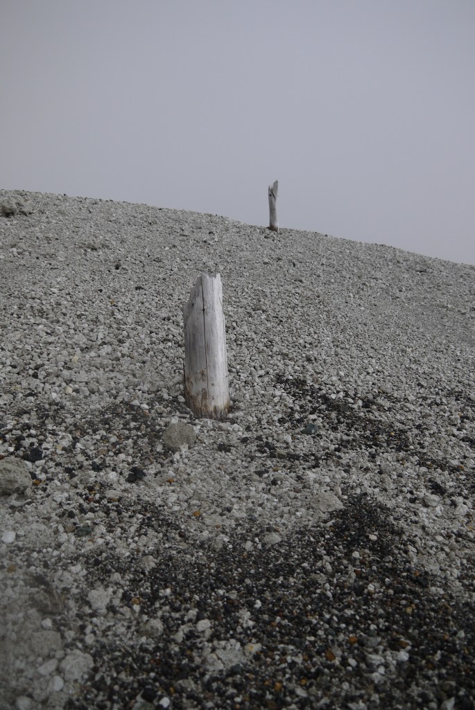 trees killed by millennium ash fall